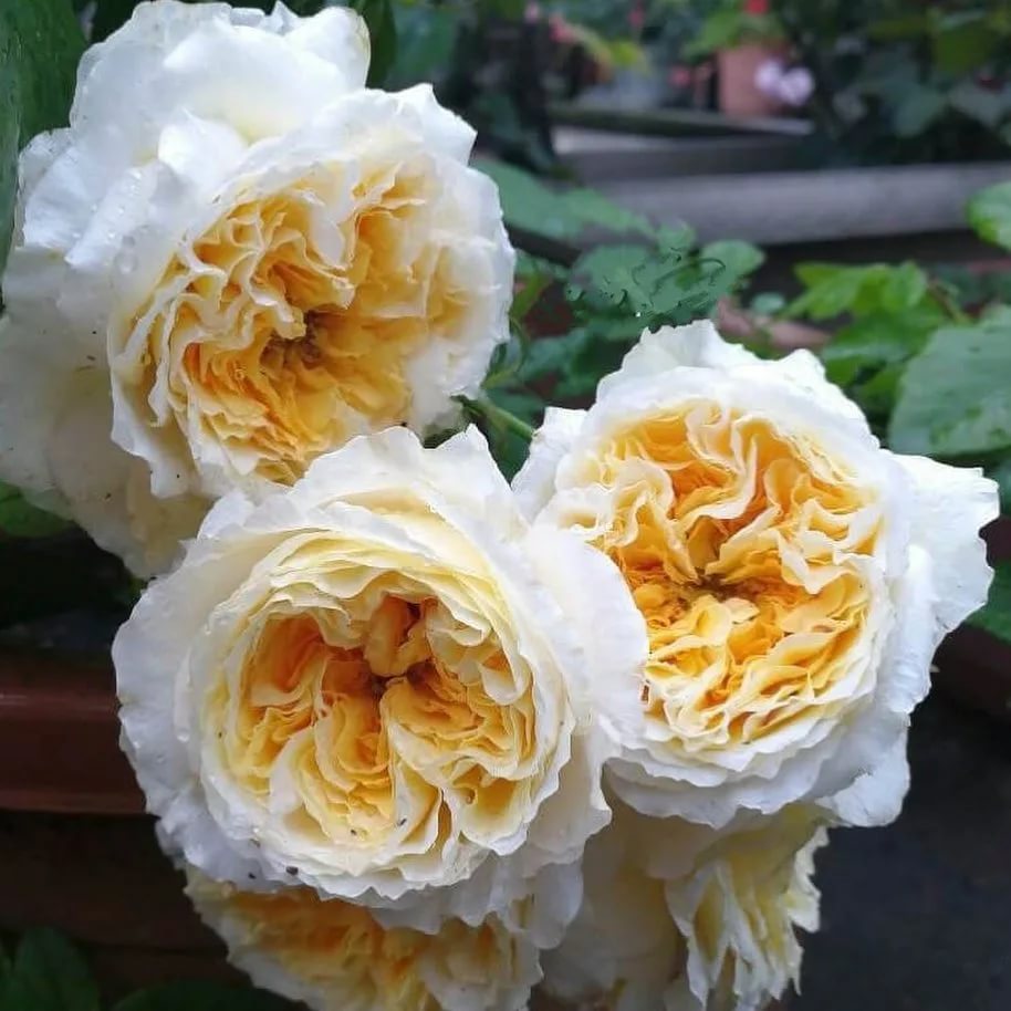 Роза Беатрис