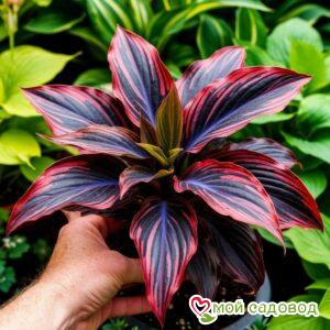 Хоста Спирит Дансер